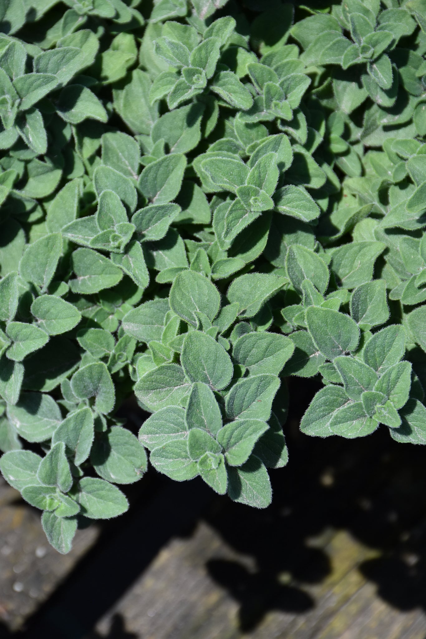 Herb, Oregano Hot Spicy