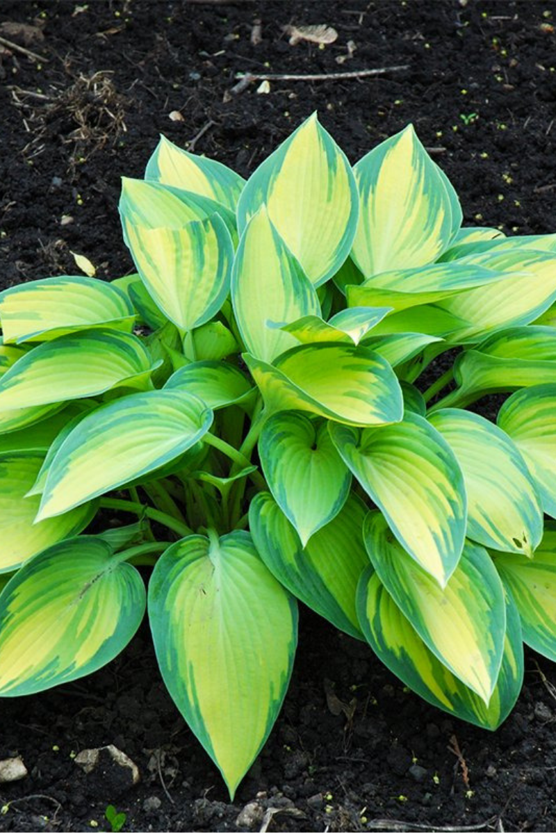 Hosta, June