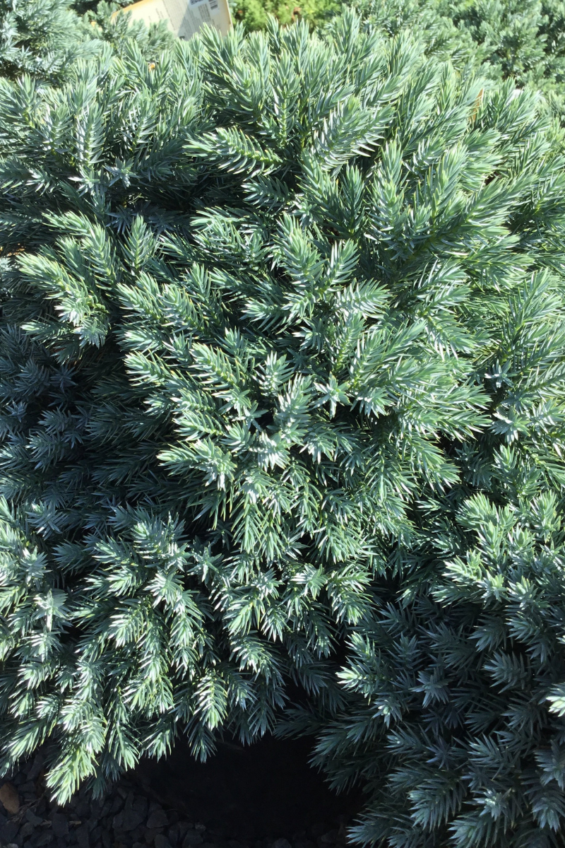 Juniper, Blue Star