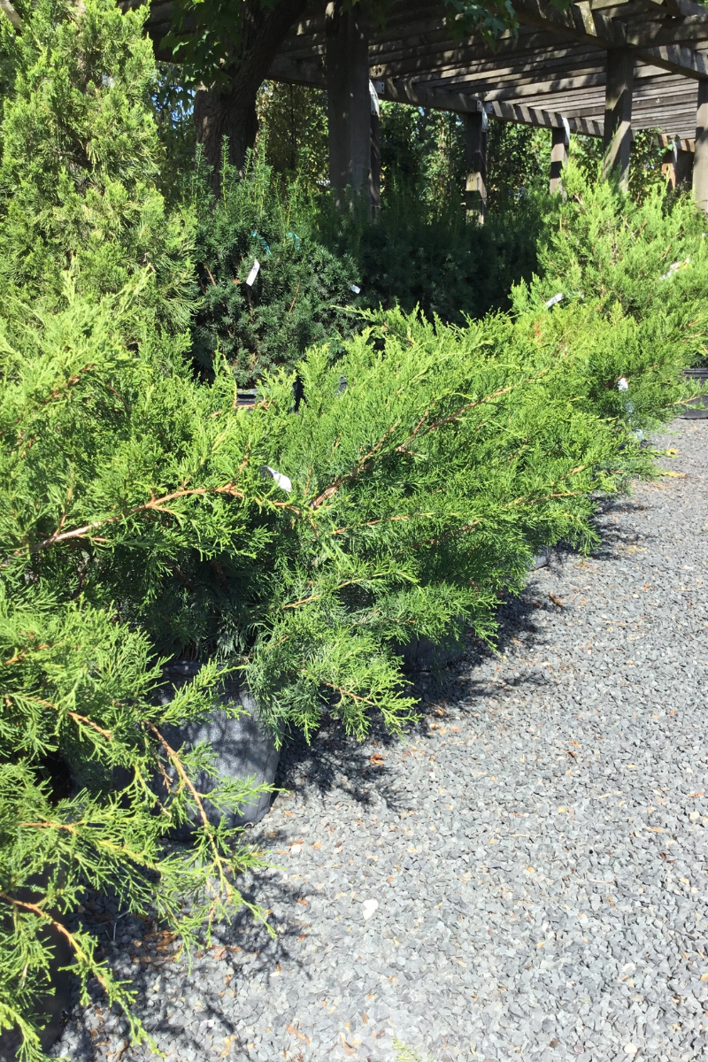 Juniper, Sea Green