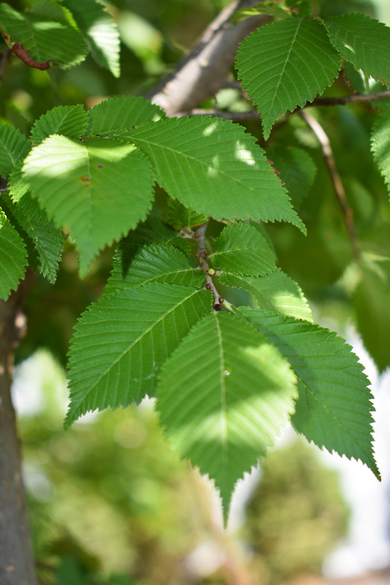 Elm, Triumph
