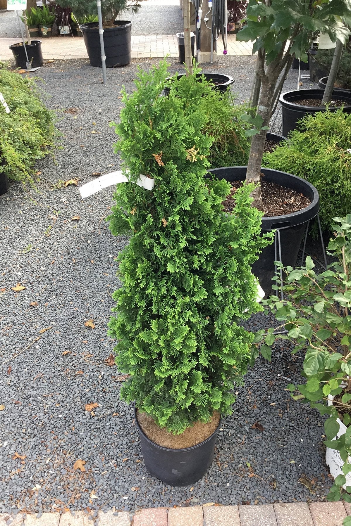 Arborvitae, Degroot's Spire