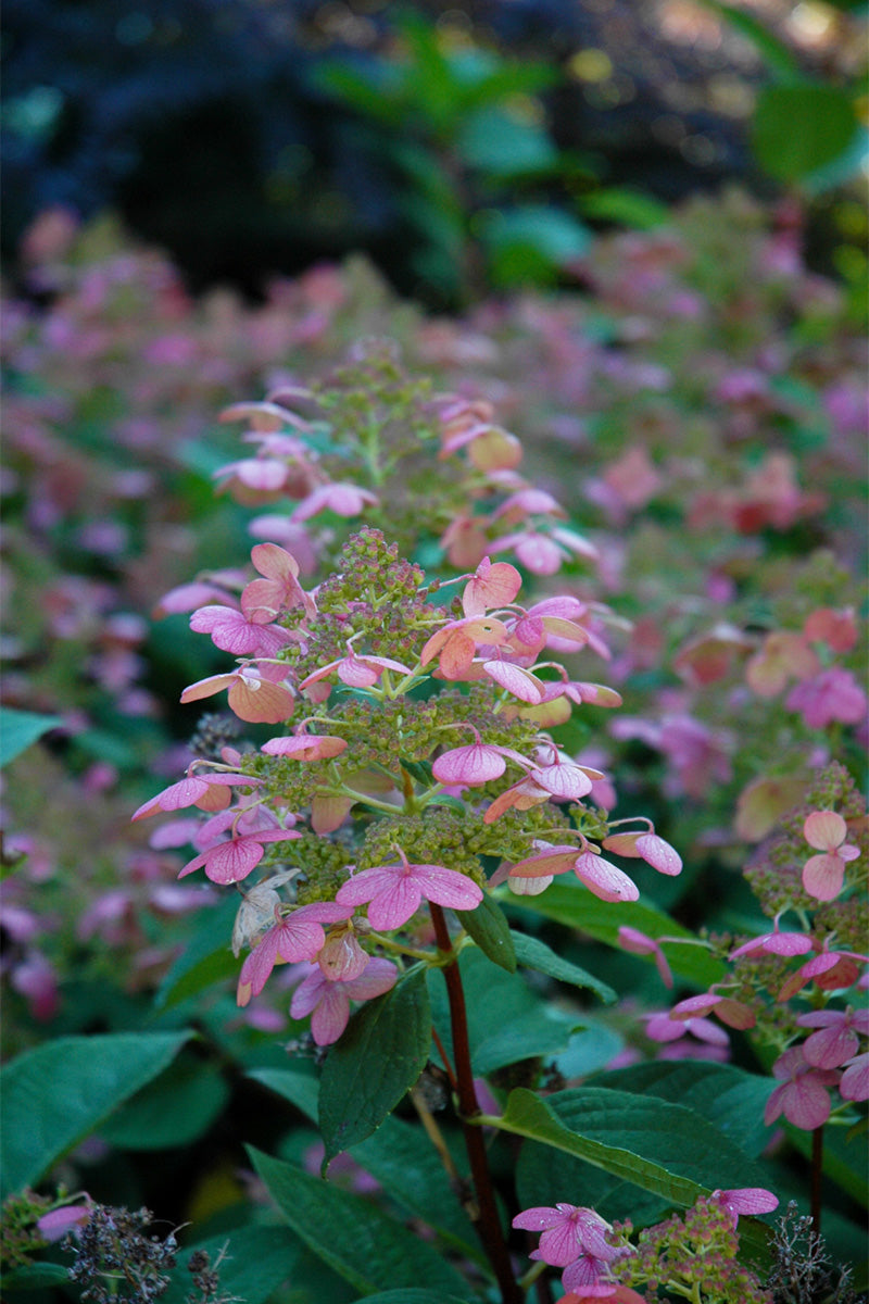 Hydrangea, Panicle Little Quick Fire
