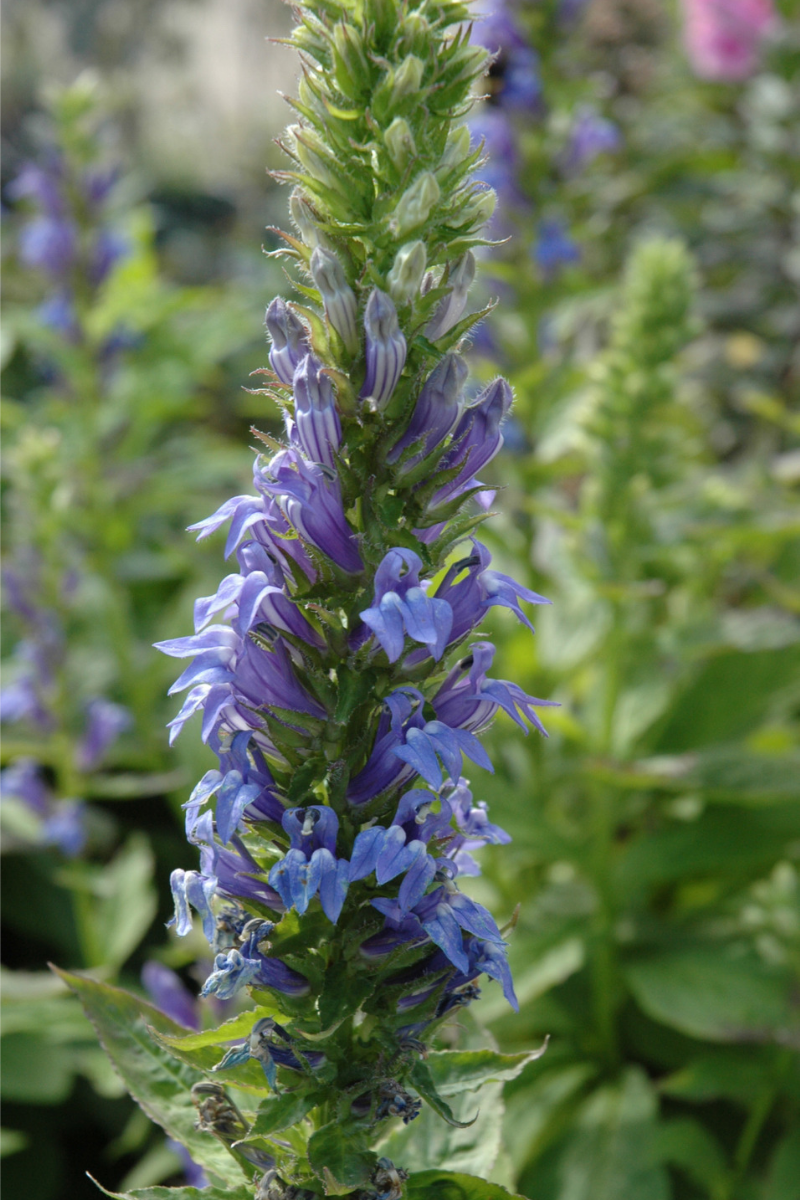 Lobelia, Great Blue
