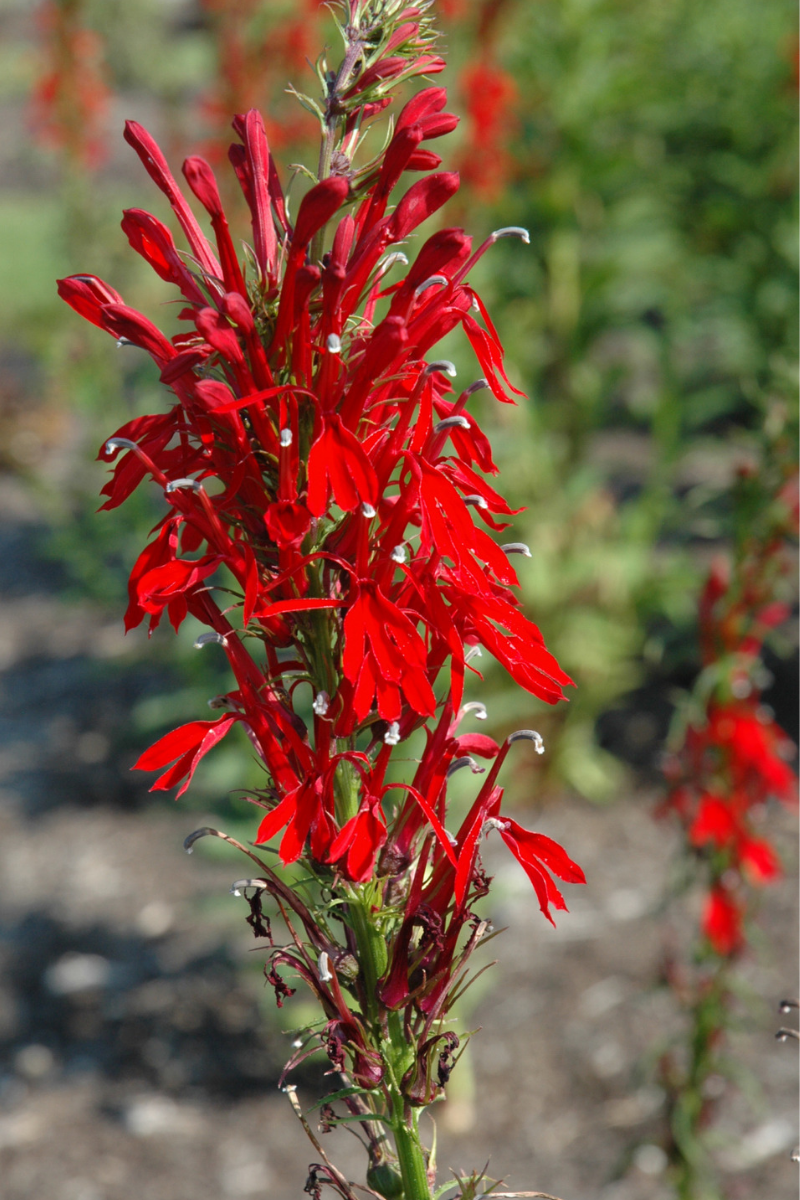 Lobelia Cardinal Flower