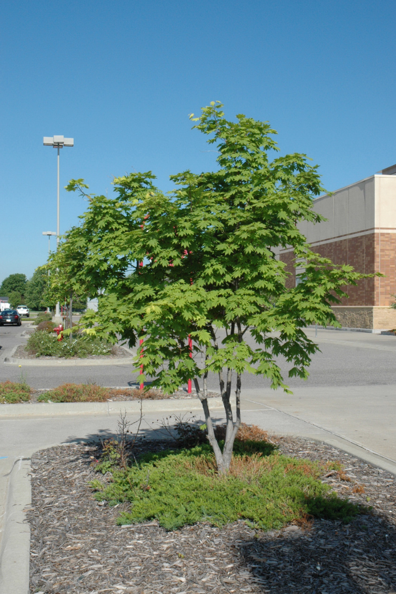 Maple, Sycamore