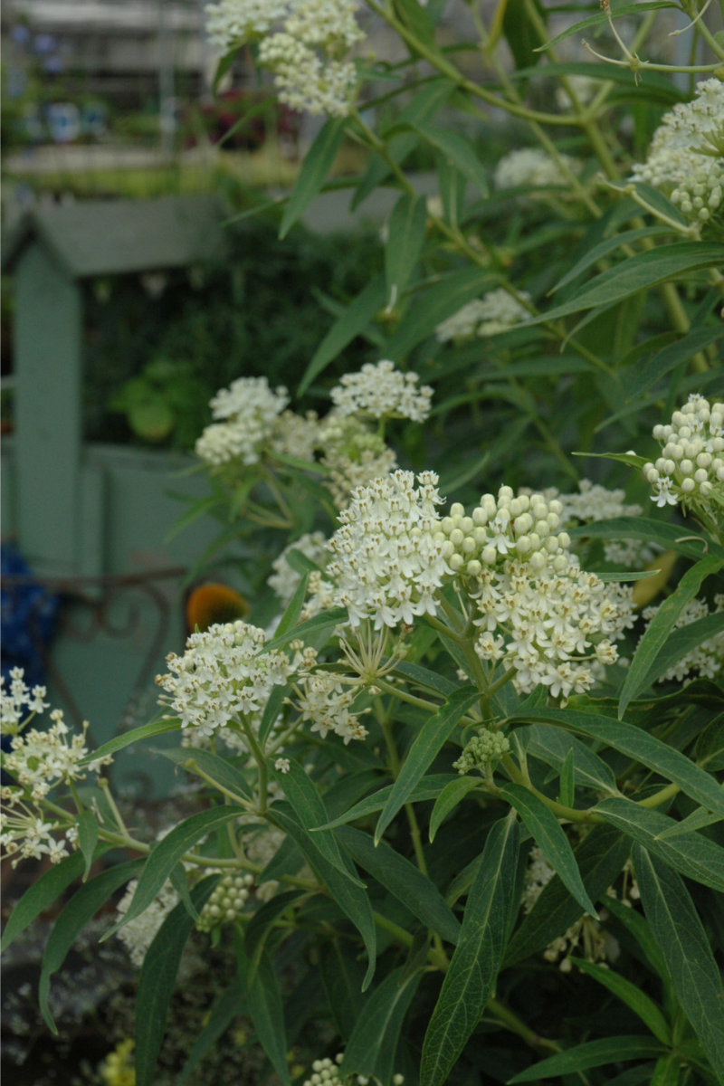 Milkweed, Swamp Ice Ballet