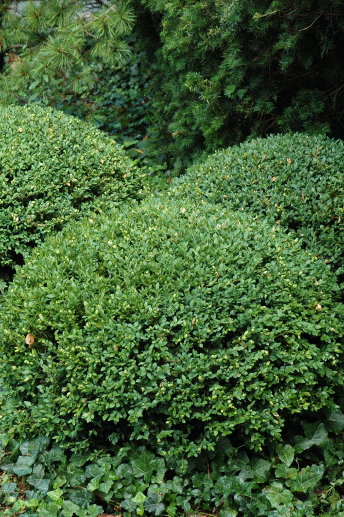 Boxwood, Northern Charm