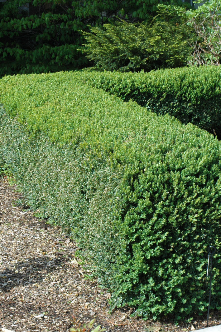 Boxwood, Northern Charm