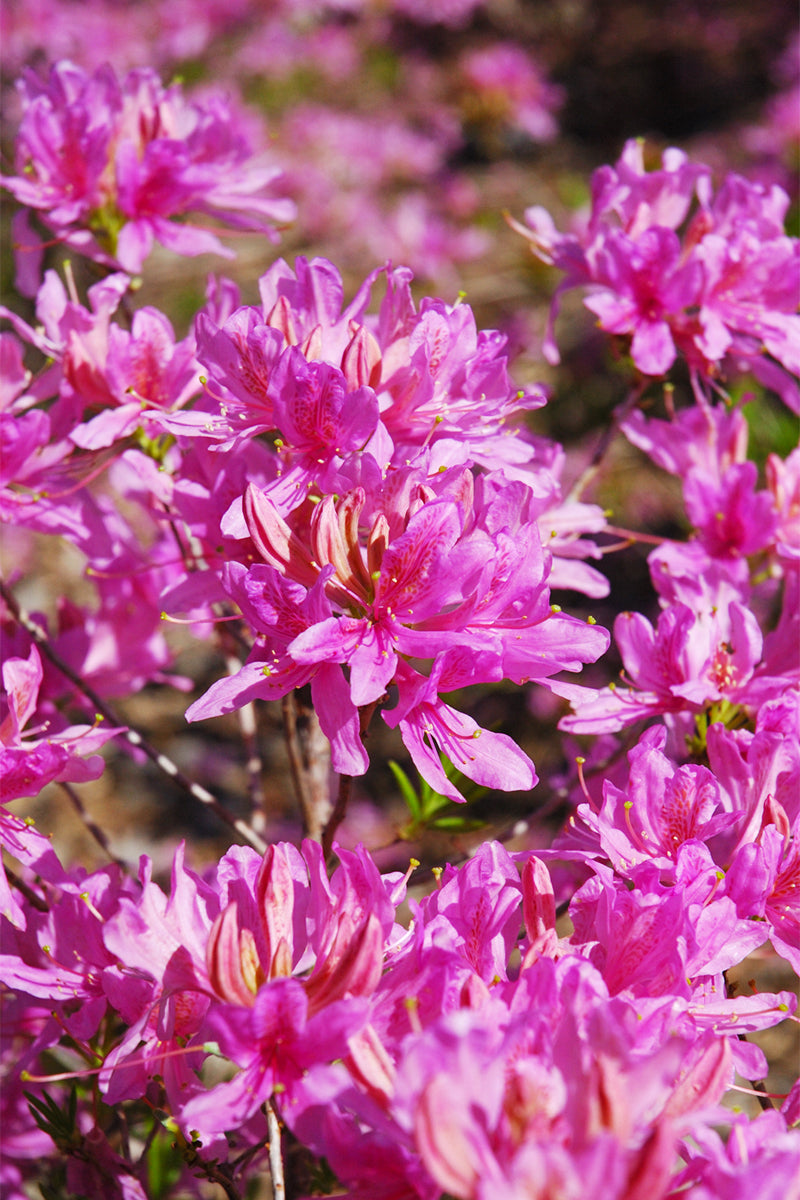 Azalea, Orchid Lights