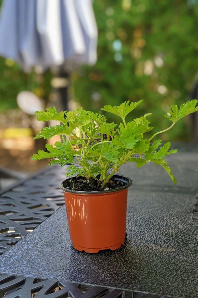 Citronella Geranium