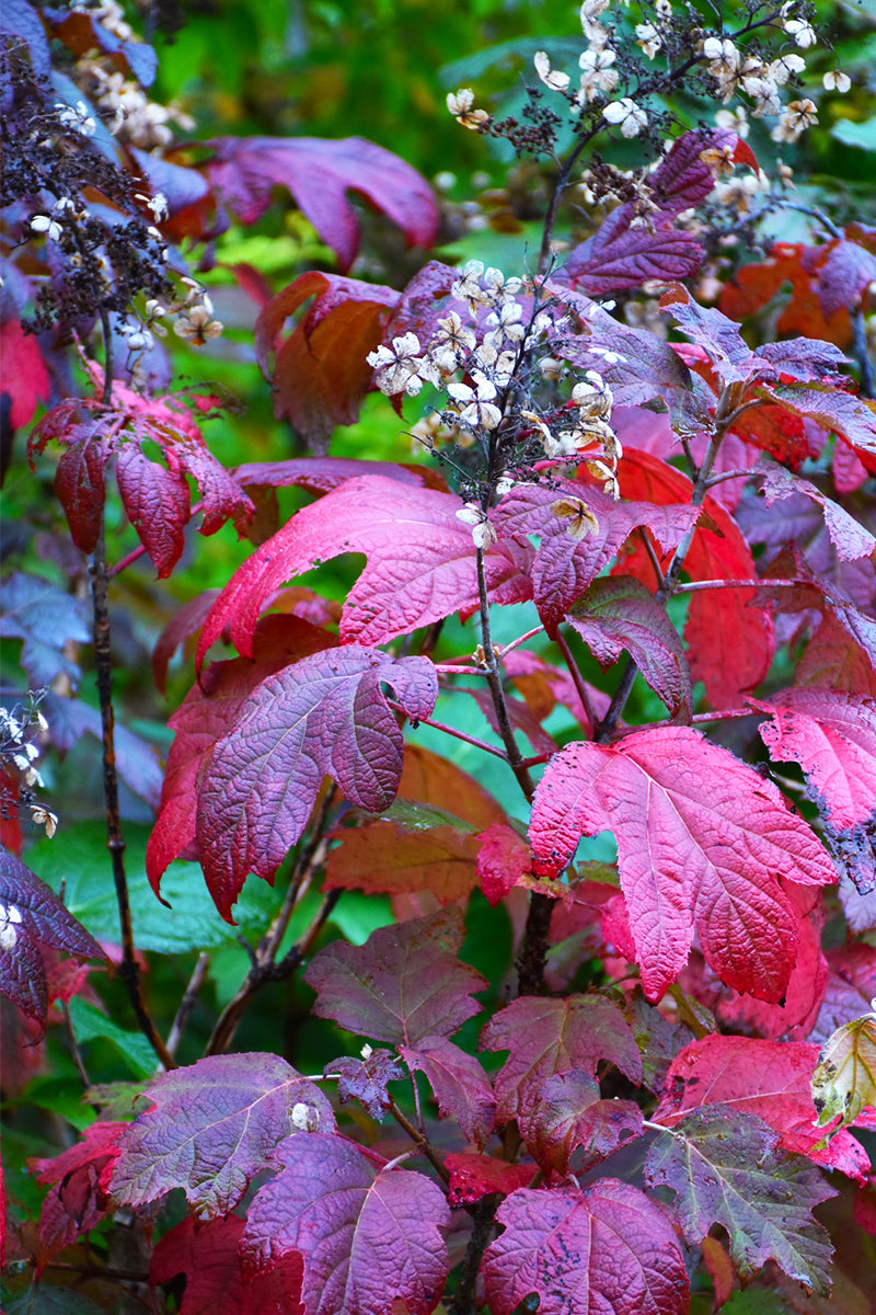 Hydrangea, Oakleaf Alice