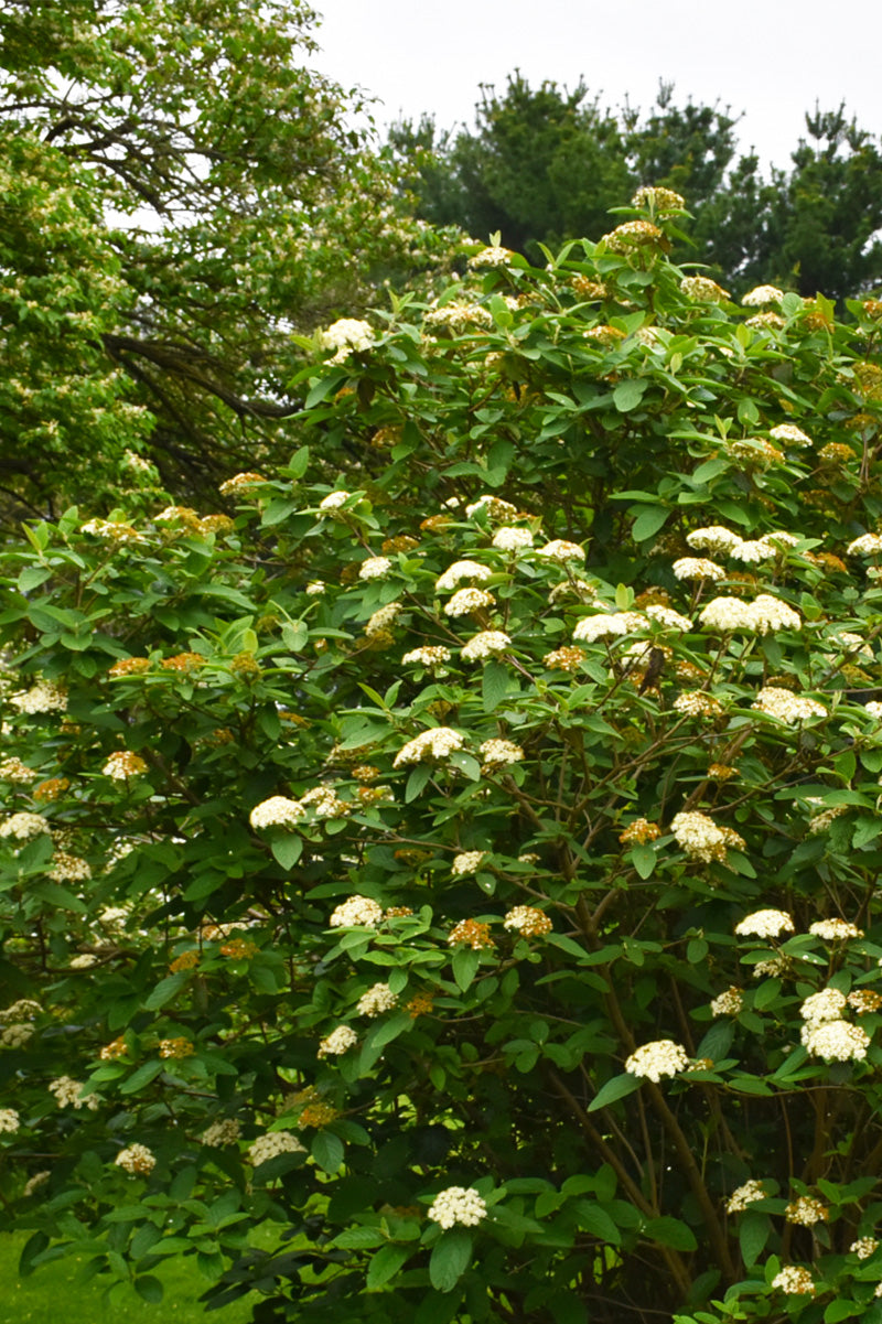 Viburnum, Alleghany