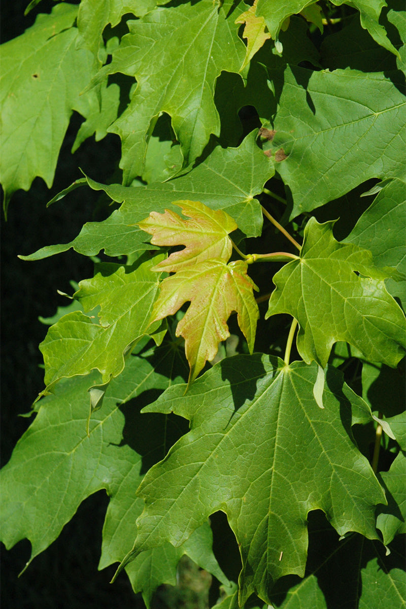Maple, Sugar Apollo