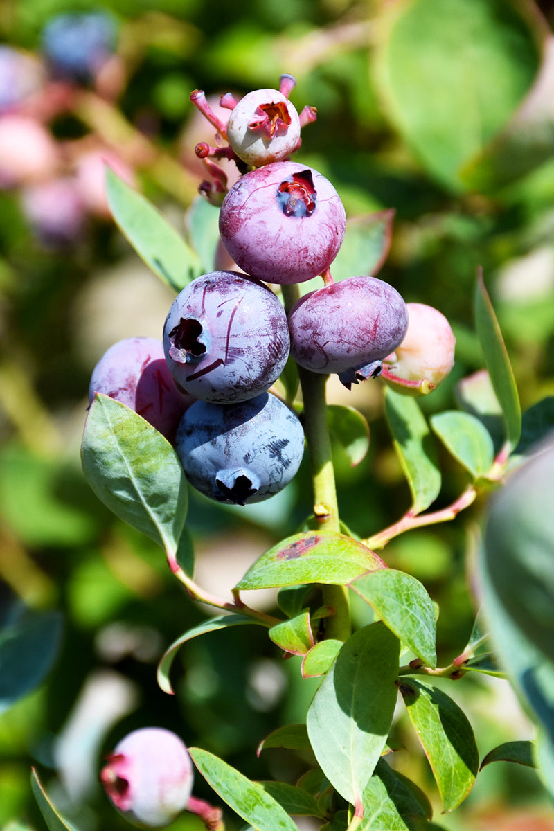 Fruit, Blueberry Pink Icing