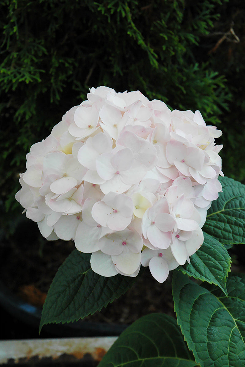 Hydrangea, Blushing Bride