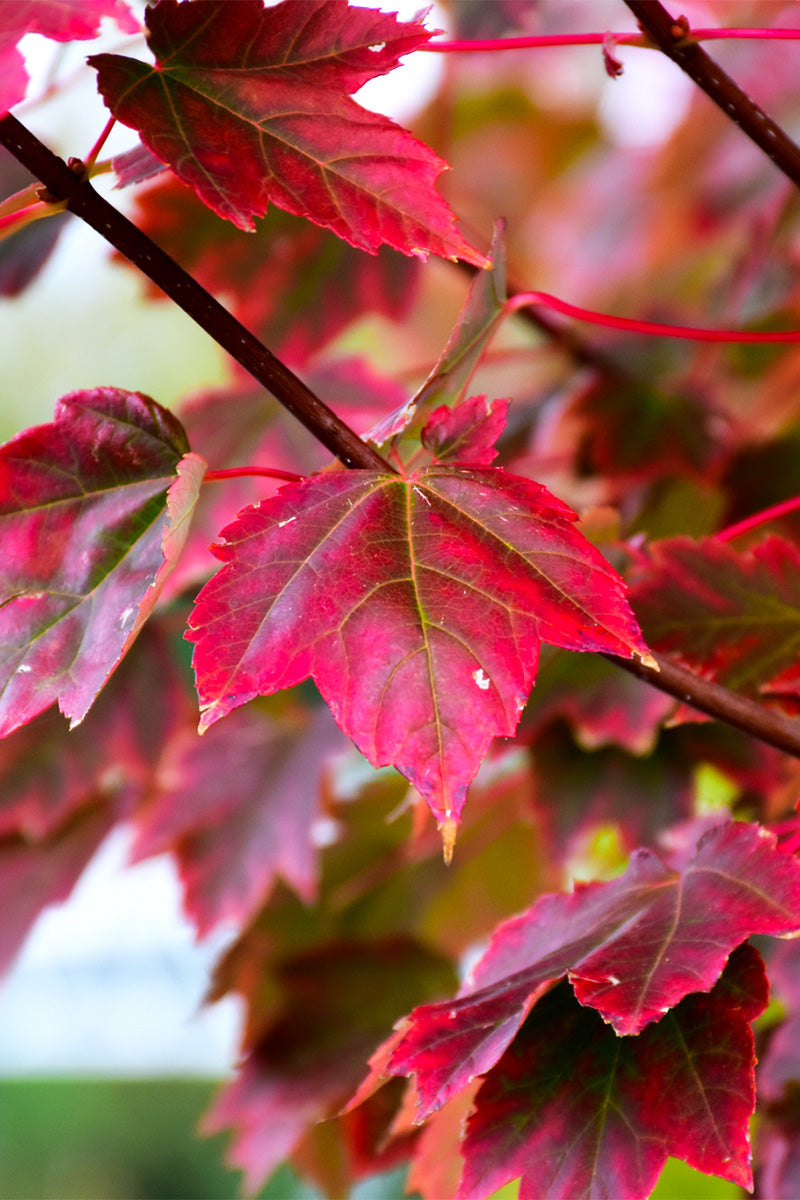 Maple, Brandywine