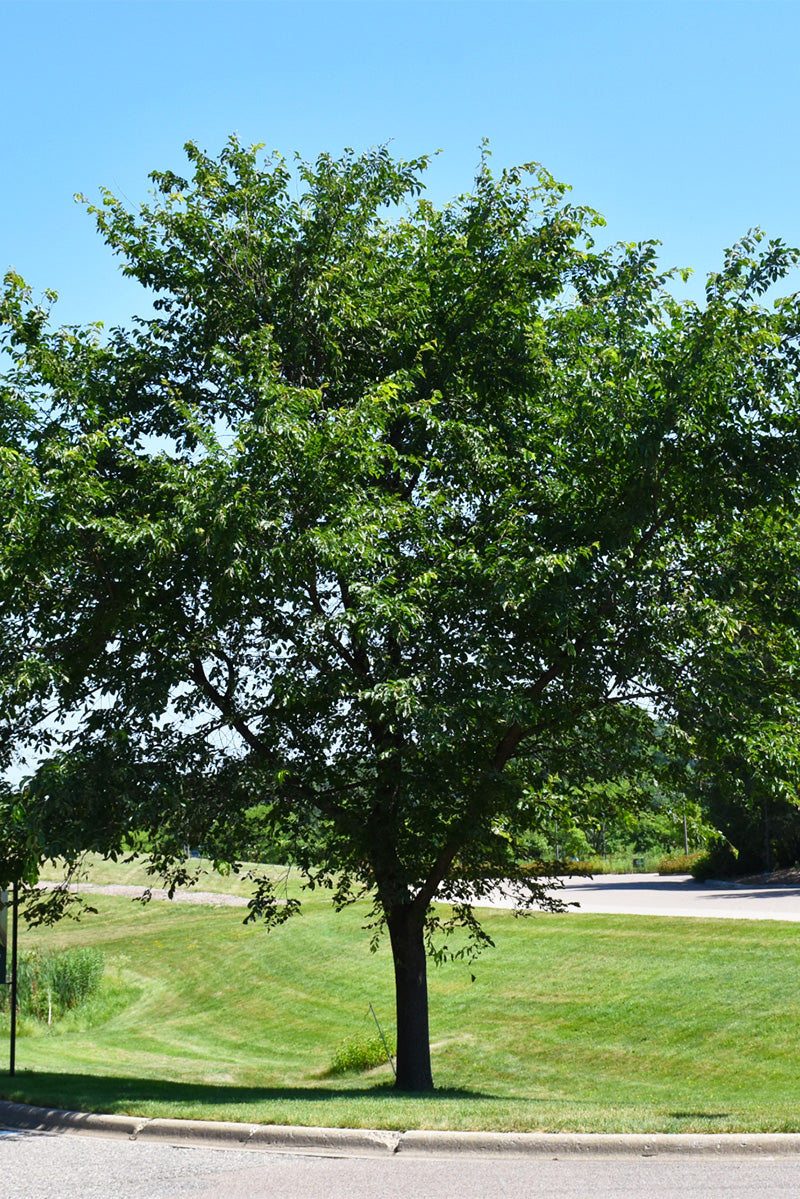 Elm, Cathedral