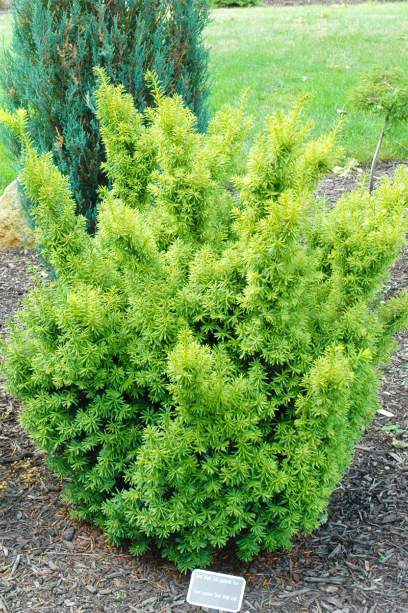 Yew, Adam's Columnar