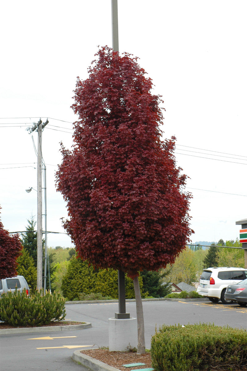 Maple, Norway Crimson Sentry