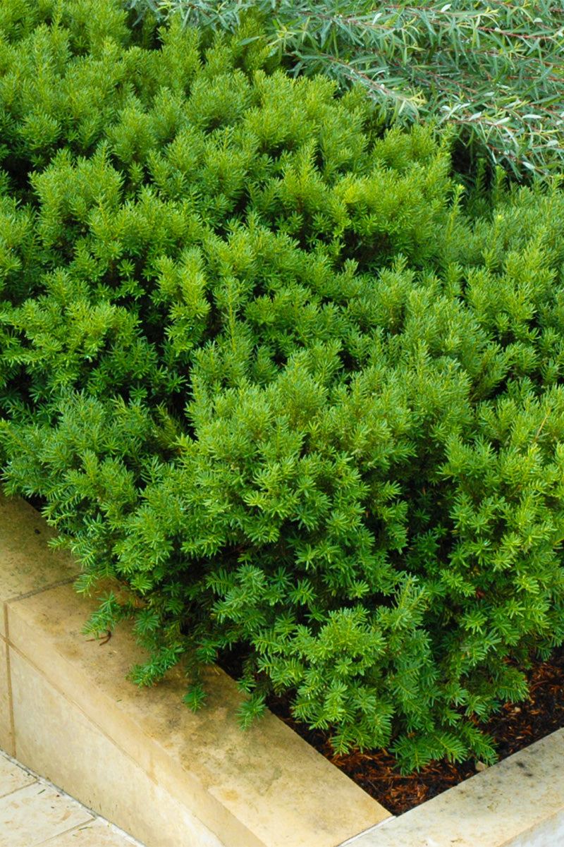 Yew, Dark Green Spreader
