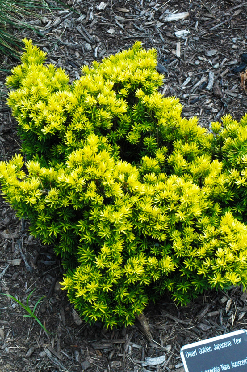Yew, Dwarf Yellow