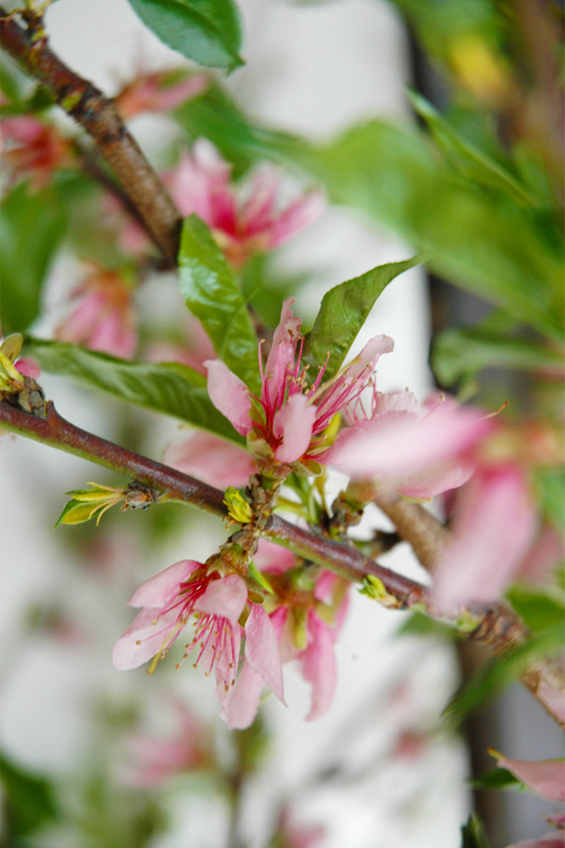 Fruit, Peach Elberta