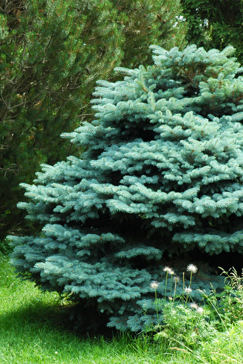 Spruce, Blue Globe