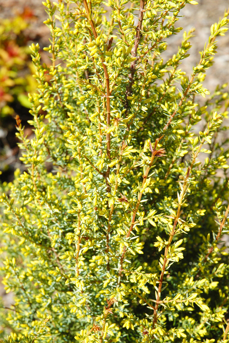 Juniper, Gold Cone