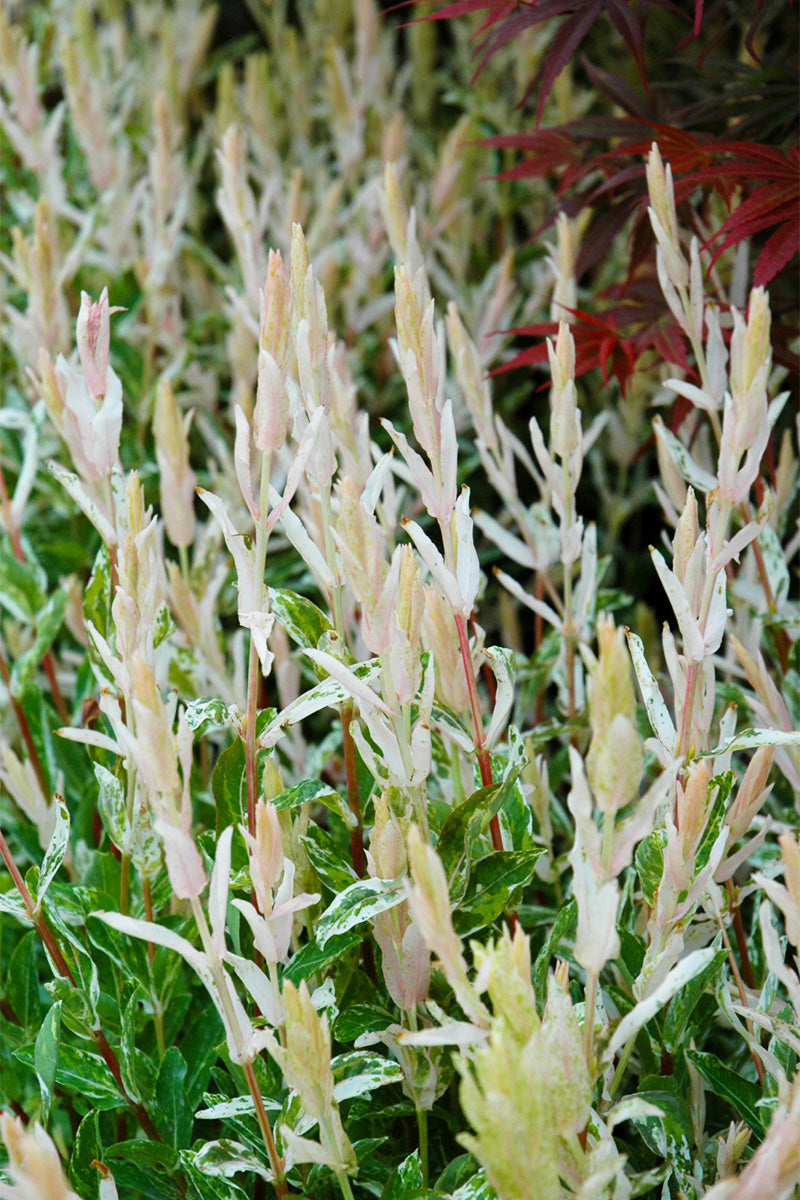 Japanese Dappled Willow