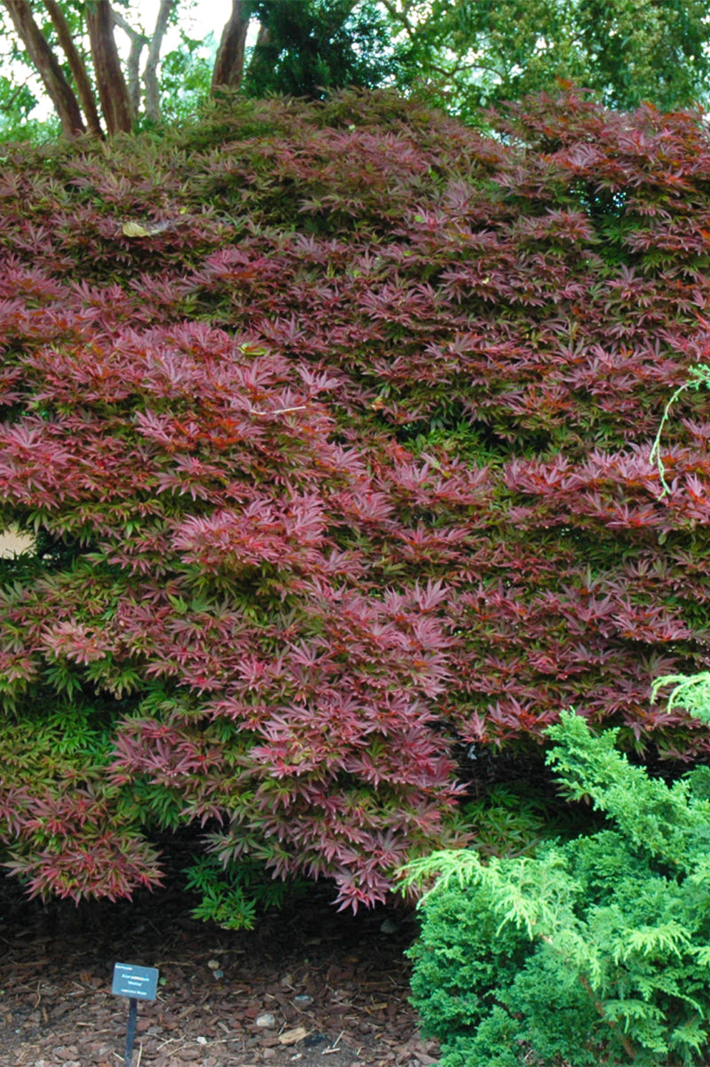 Maple, Japanese Shaina