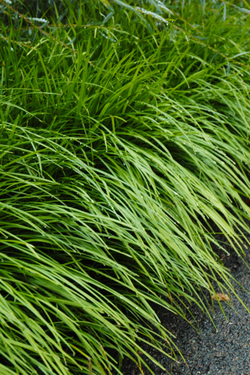 Lilyturf, Creeping