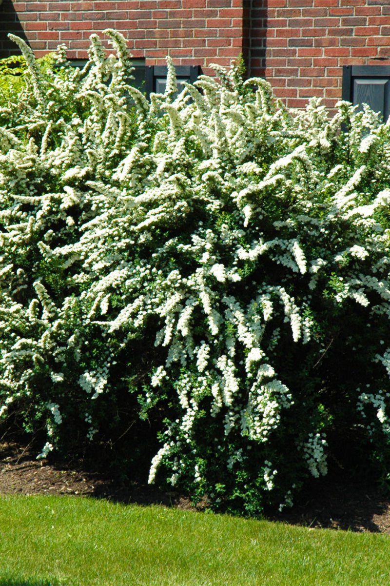 Spirea, Vanhouttei Renaissance