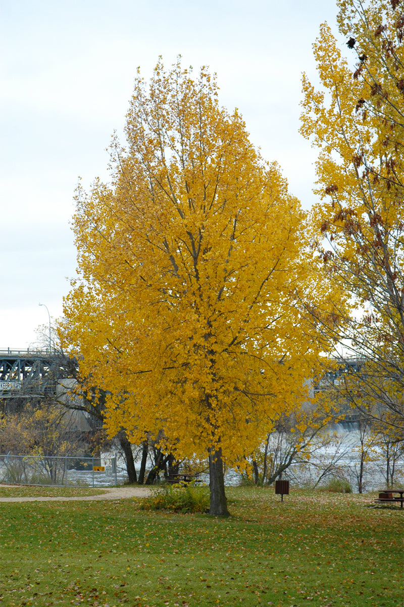 Souixland Seedless Cottonwood