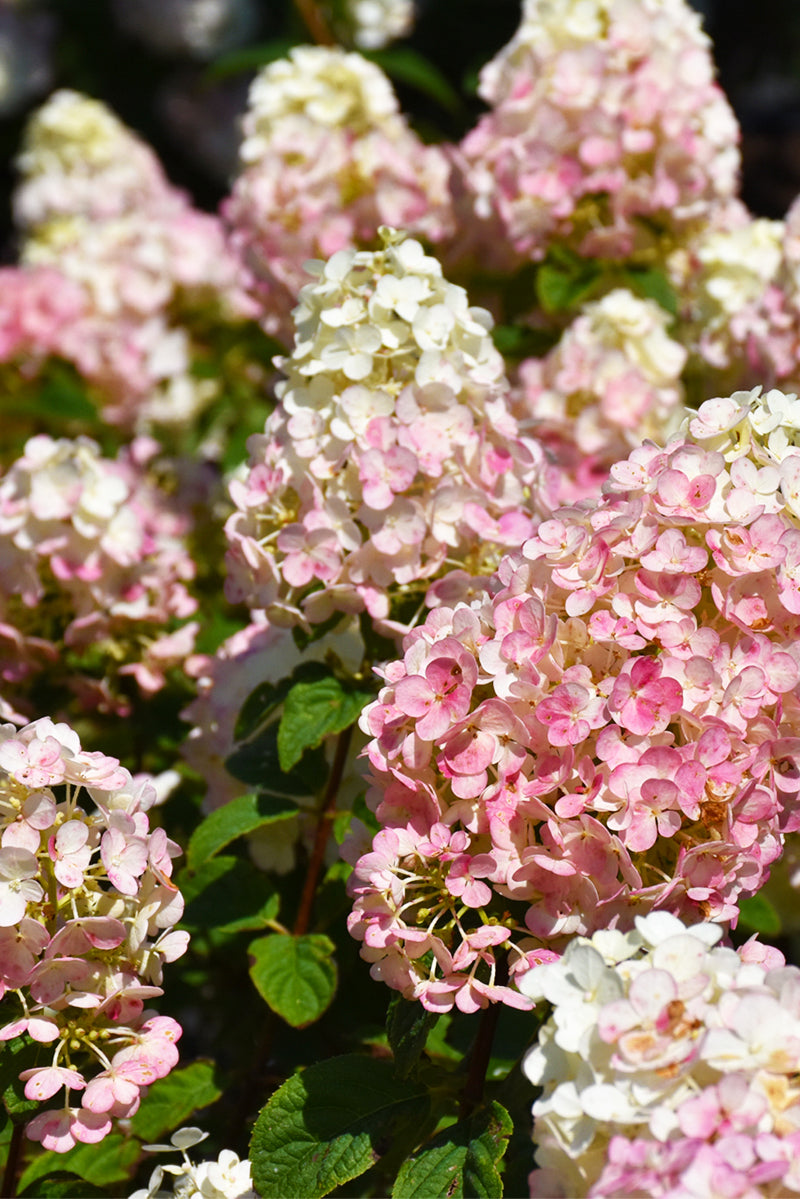 Hydrangea Panicle, Strawberry Sundae