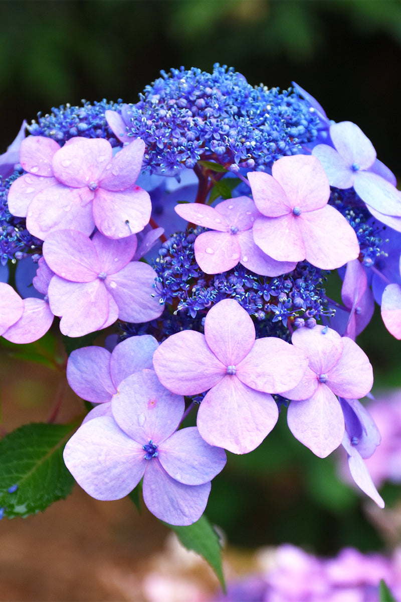 Hydrangea, Twist-N-Shout