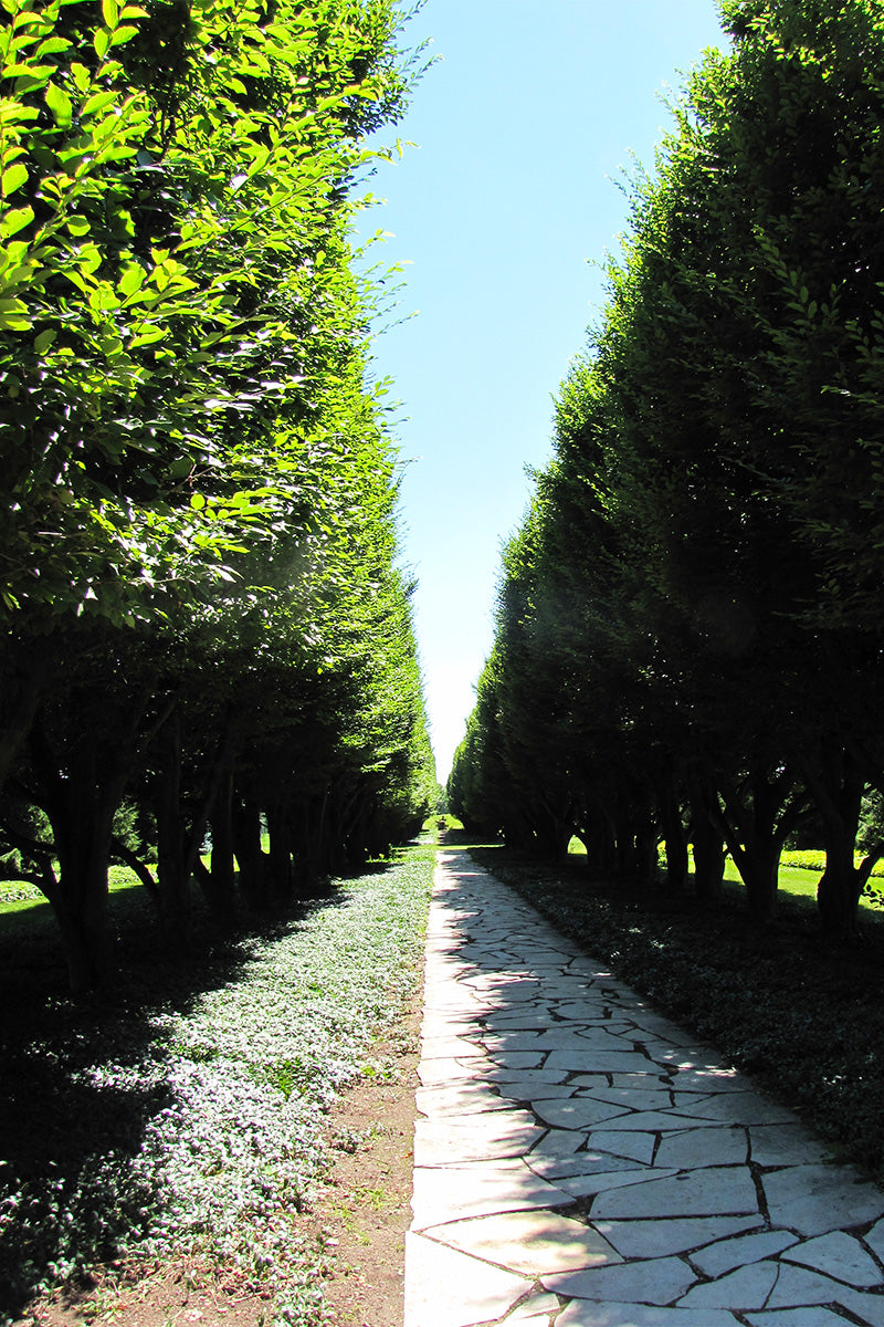 Hornbeam, European