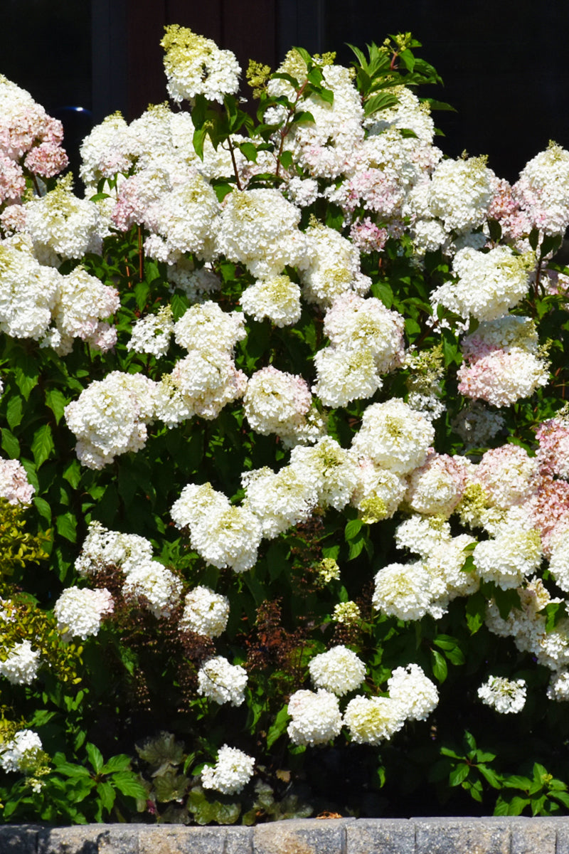 Hydrangea Panicle, Vanilla Strawberry