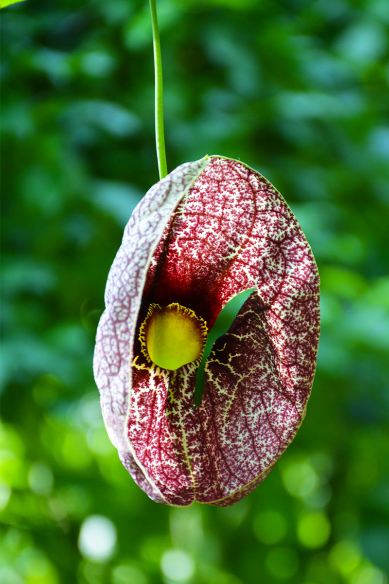 Dutchman's Pipe Vine