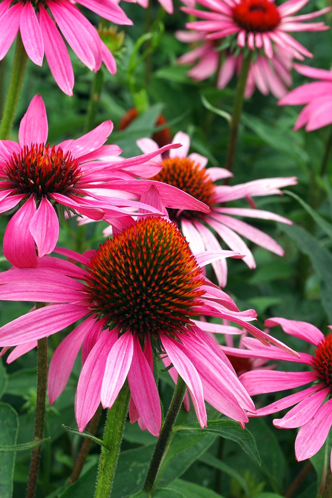 Coneflower Pixie Meadowbrite