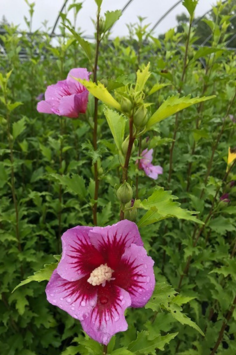 Rose Of Sharon, Purple Pillar  D/Pu
