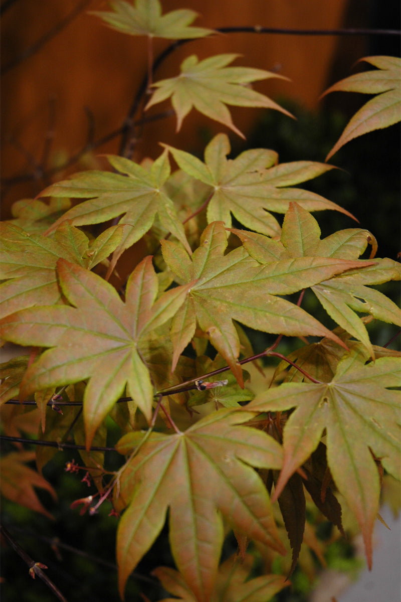 Maple, Japanese Ribbon Leaf