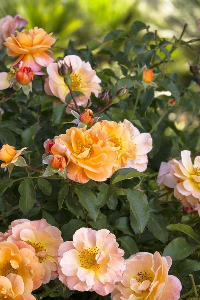 Rose, Floral Carpet Amber