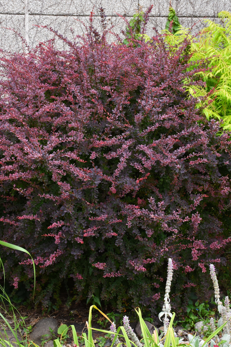 Barberry, Rose Glow