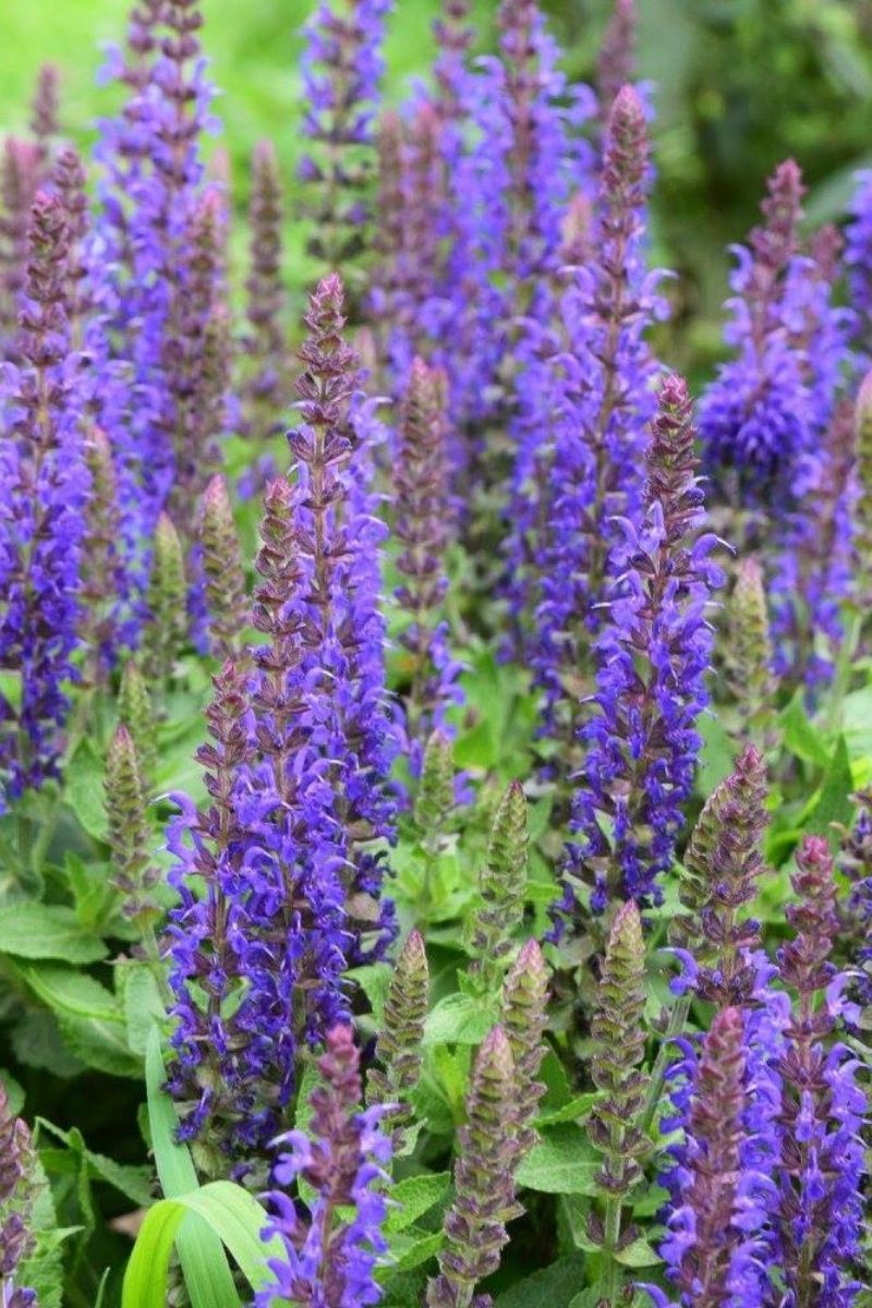 Salvia, New Dimension Blue
