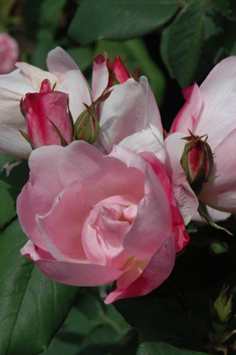 Rose, Knock Out Blushing