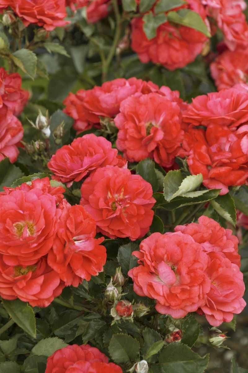 Rose, Drift Coral