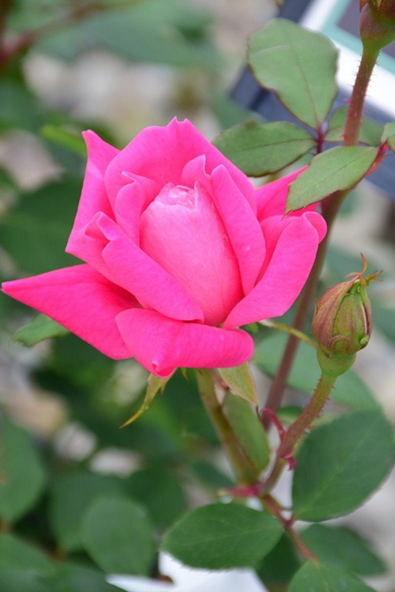 Rose, Knock Out Double Pink