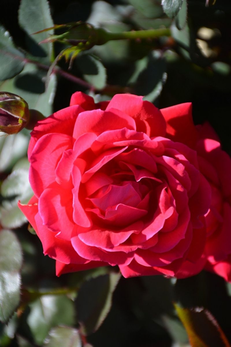 Rose, Knock Out
