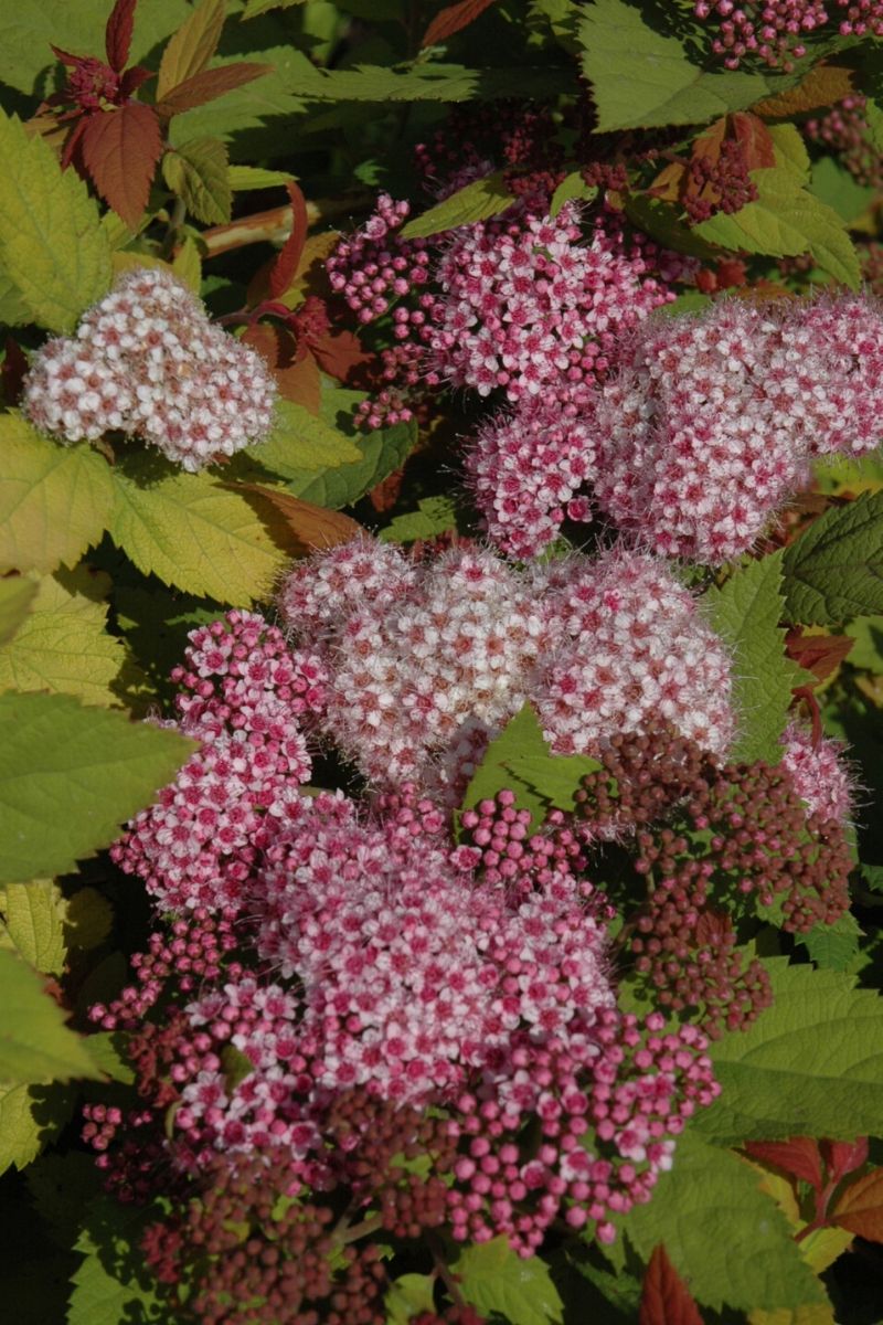 Spirea, Double Play Big Bang